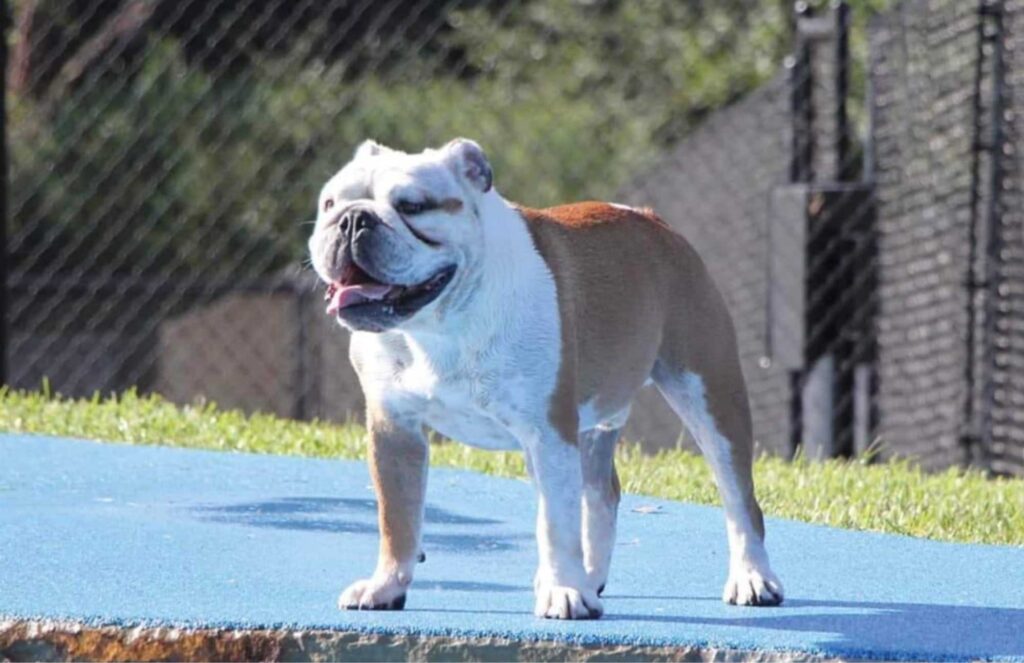 Rubber overlay great for pets